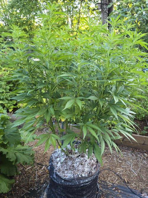 Gorilla Gas F1 Fast - Hügelkultur. Week 16