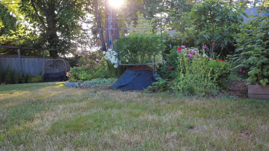 Gorilla Gas F1 Fast - Hügelkultur