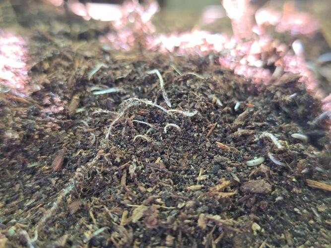 Gorilla Gas F1 Fast - Hügelkultur. Week 16 - Crazy roots consuming that top dress of compost and Gaia Green. 