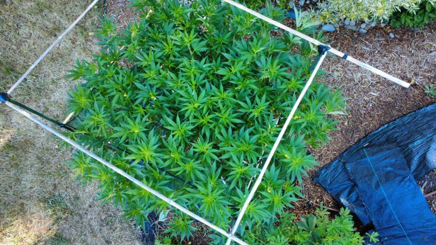 Gorilla Gas F1 Fast - Hügelkultur. Week 17