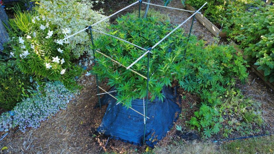 Gorilla Gas F1 Fast - Hügelkultur. Week 17