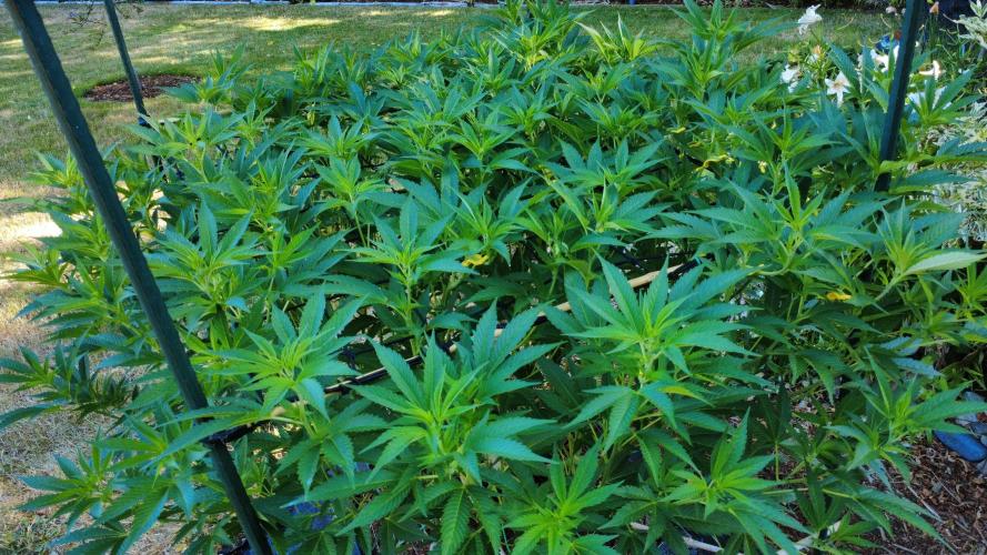 Gorilla Gas F1 Fast - Hügelkultur. Week 17
