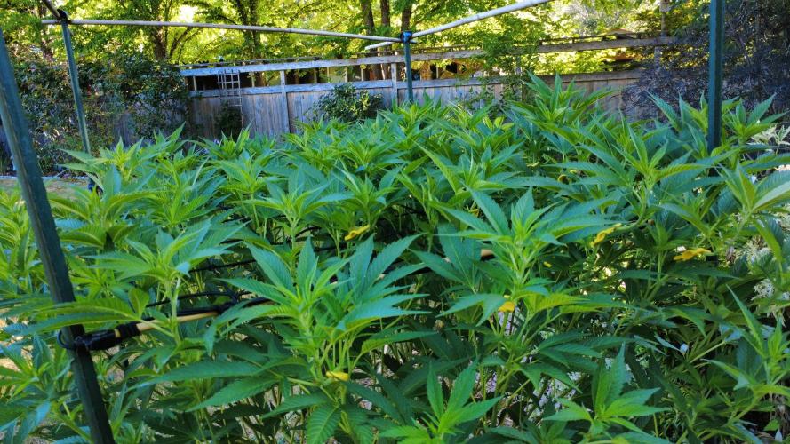 Gorilla Gas F1 Fast - Hügelkultur. Week 17