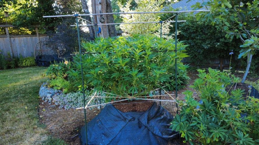 Gorilla Gas F1 Fast - Hügelkultur. Week 17