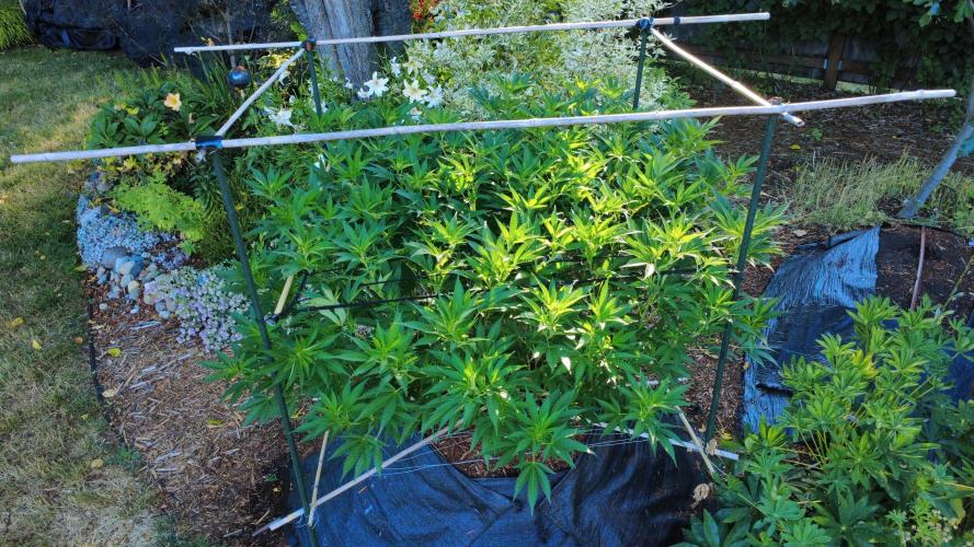 Gorilla Gas F1 Fast - Hügelkultur. Week 17