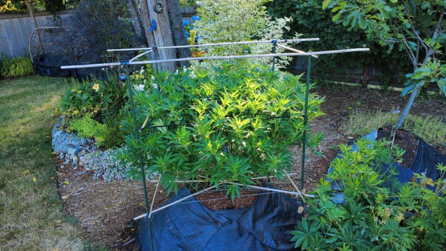 Gorilla Gas F1 Fast - Hügelkultur. Week 17