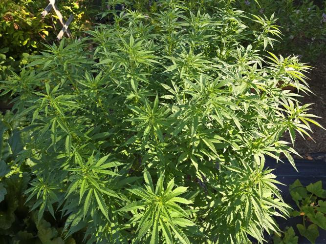 Gorilla Gas F1 Fast - Hügelkultur. Week 17