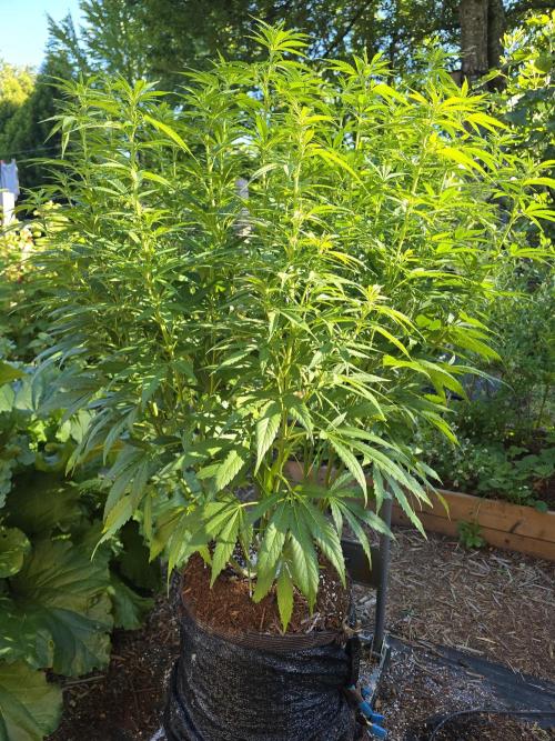 Gorilla Gas F1 Fast - Hügelkultur. Week 17