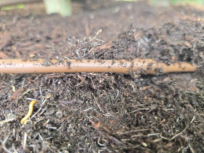 Gorilla Gas F1 Fast - Hügelkultur. Week 17
