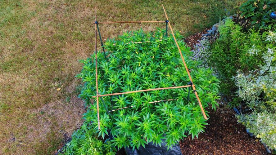 Gorilla Gas F1 Fast - Hügelkultur. Week 18