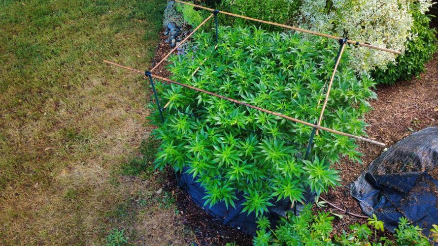 Gorilla Gas F1 Fast - Hügelkultur. Week 18