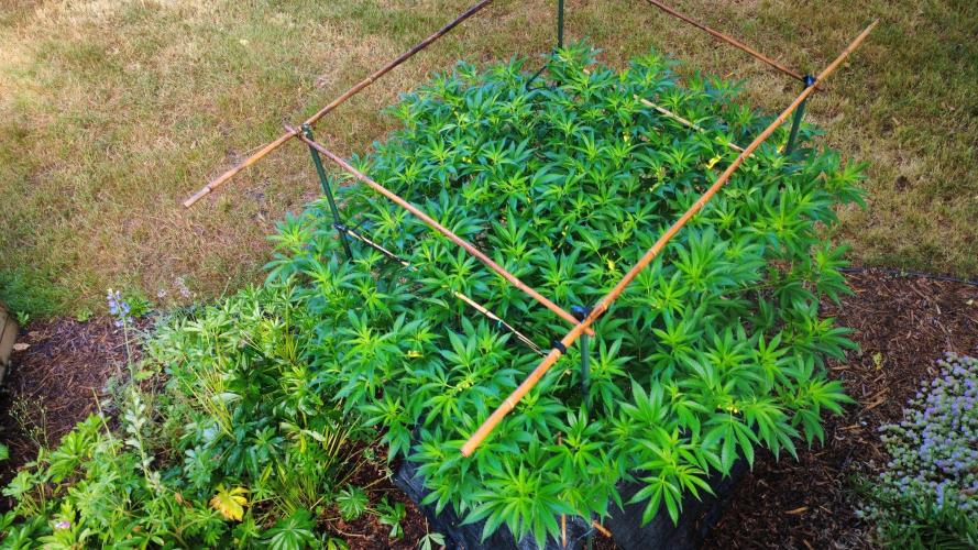 Gorilla Gas F1 Fast - Hügelkultur. Week 18