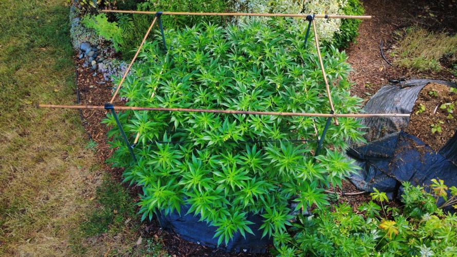 Gorilla Gas F1 Fast - Hügelkultur. Week 18