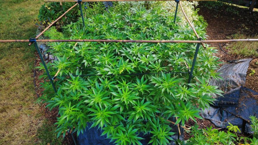 Gorilla Gas F1 Fast - Hügelkultur. Week 18
