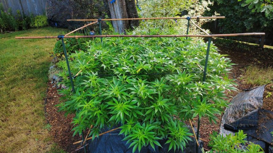 Gorilla Gas F1 Fast - Hügelkultur. Week 18
