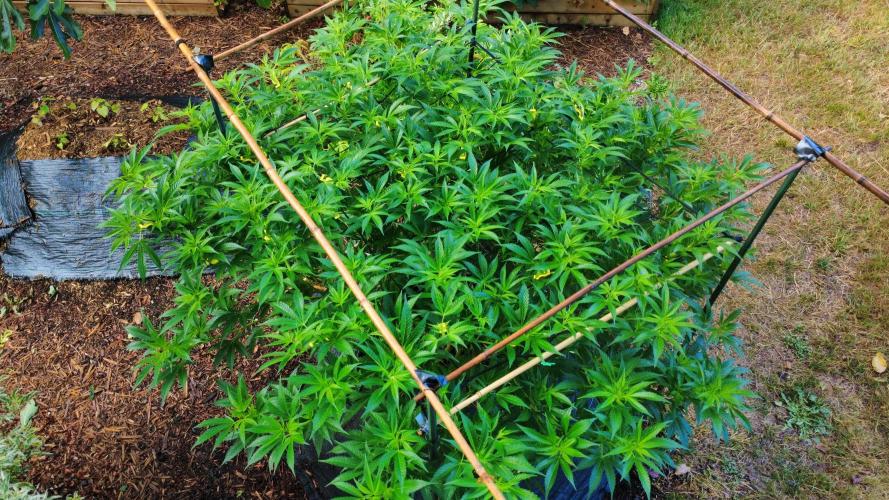Gorilla Gas F1 Fast - Hügelkultur. Week 18