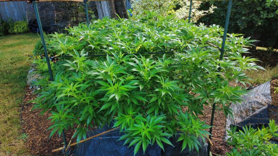 Gorilla Gas F1 Fast - Hügelkultur. Week 18