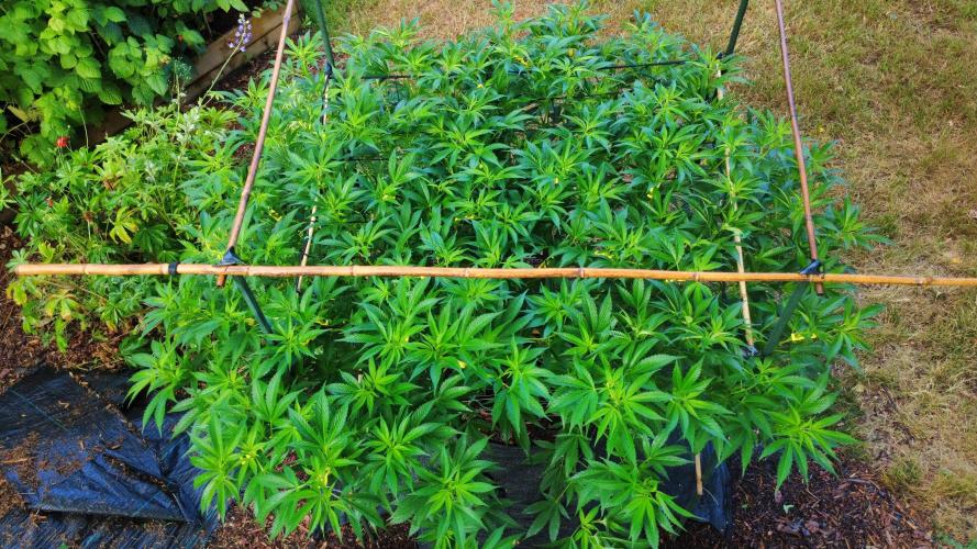 Gorilla Gas F1 Fast - Hügelkultur. Week 18