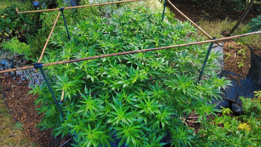 Gorilla Gas F1 Fast - Hügelkultur. Week 18
