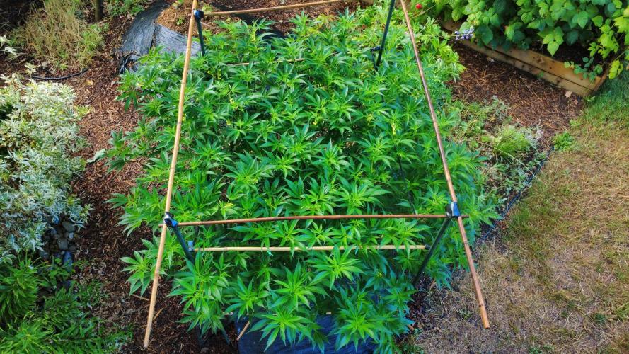 Gorilla Gas F1 Fast - Hügelkultur. Week 18