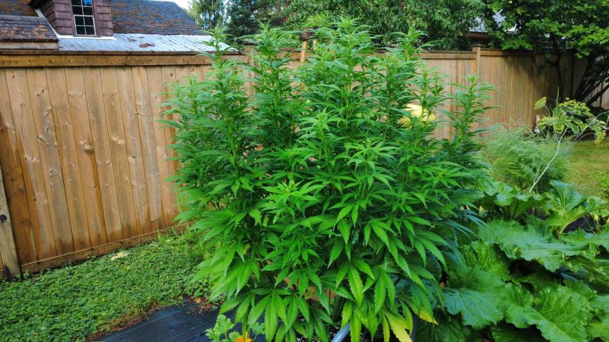 Gorilla Gas F1 Fast - Hügelkultur. Week 18