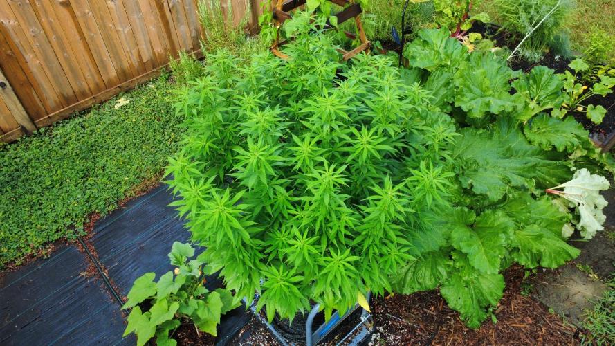 Gorilla Gas F1 Fast - Hügelkultur. Week 18