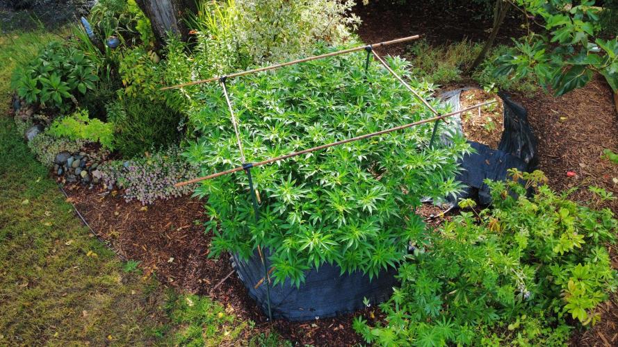 Gorilla Gas F1 Fast - Hügelkultur. Week 19