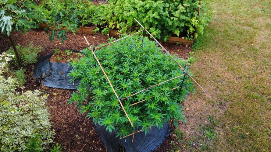 Gorilla Gas F1 Fast - Hügelkultur. Week 19