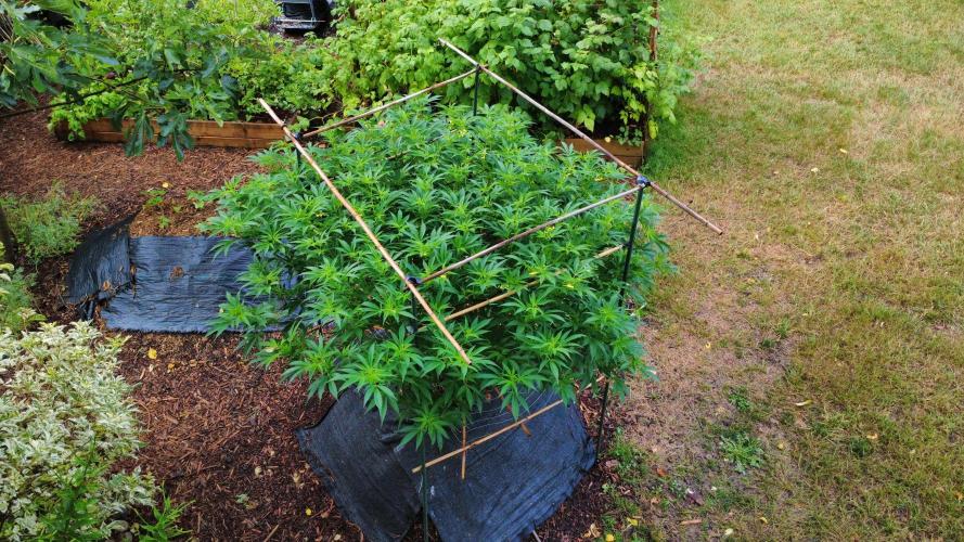 Gorilla Gas F1 Fast - Hügelkultur. Week 19