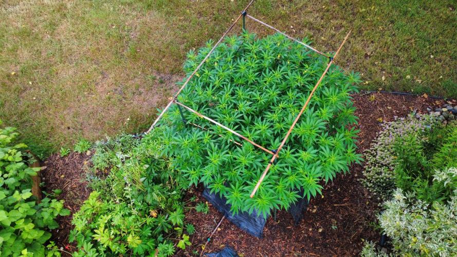 Gorilla Gas F1 Fast - Hügelkultur. Week 19