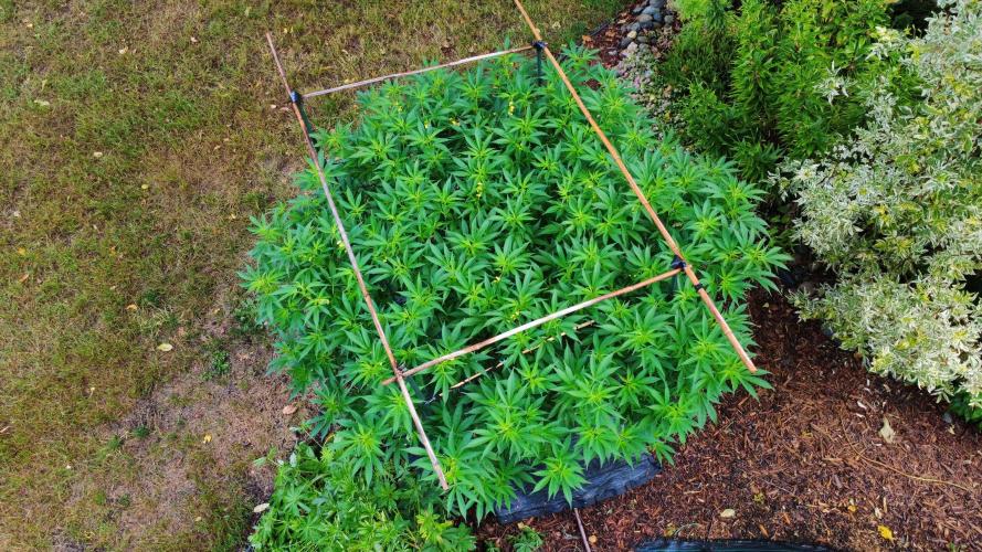 Gorilla Gas F1 Fast - Hügelkultur. Week 19
