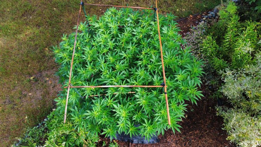 Gorilla Gas F1 Fast - Hügelkultur. Week 19