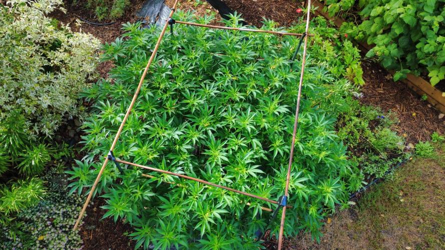 Gorilla Gas F1 Fast - Hügelkultur. Week 19