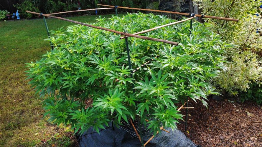 Gorilla Gas F1 Fast - Hügelkultur. Week 19