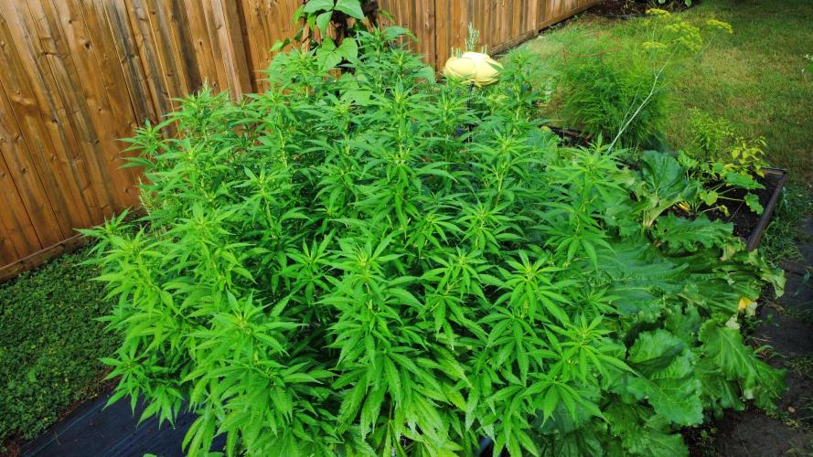 Gorilla Gas F1 Fast - Hügelkultur. Week 19
