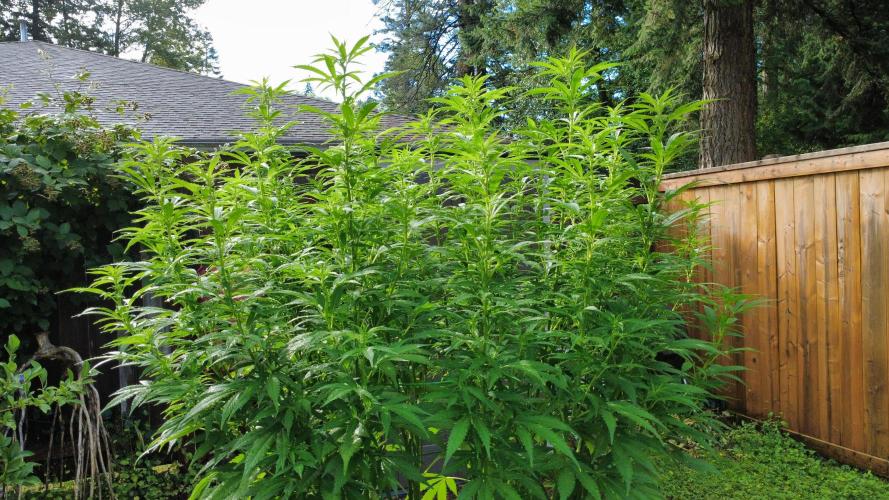 Gorilla Gas F1 Fast - Hügelkultur. Week 19