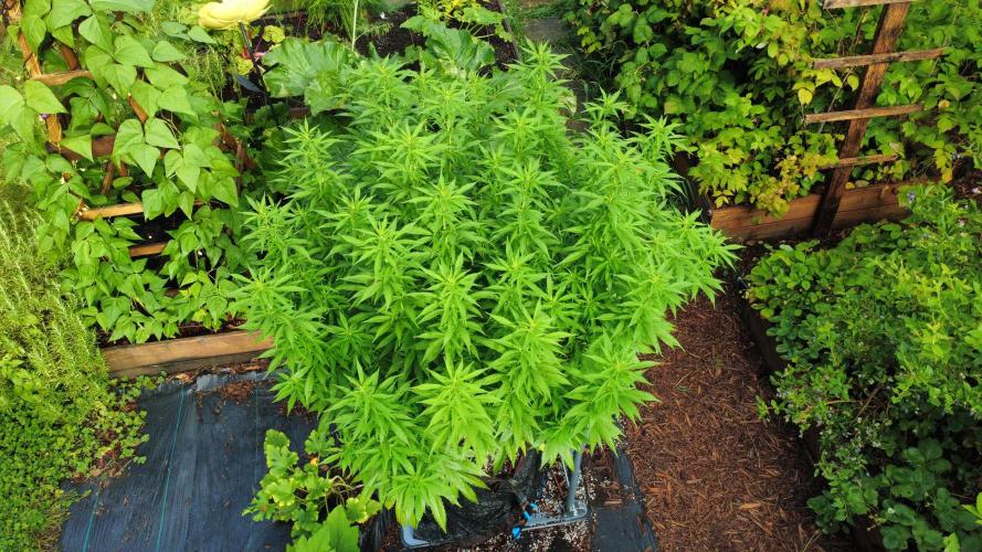 Gorilla Gas F1 Fast - Hügelkultur. Week 19