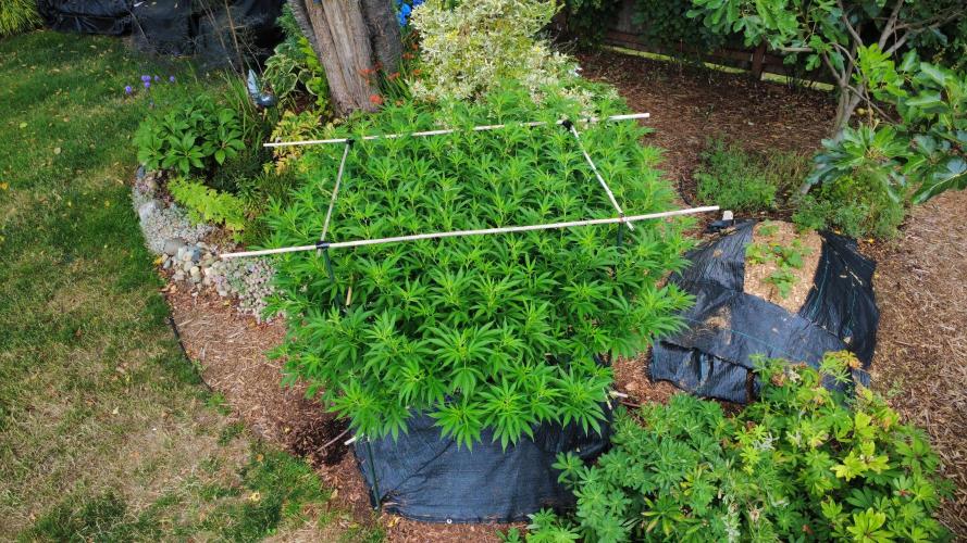 Gorilla Gas F1 Fast - Hügelkultur. Week 20