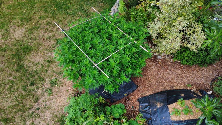 Gorilla Gas F1 Fast - Hügelkultur. Week 20