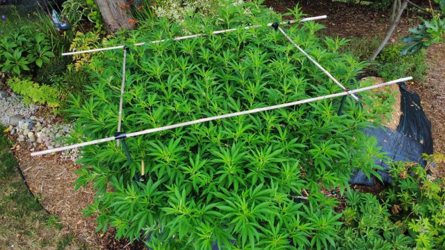 Gorilla Gas F1 Fast - Hügelkultur. Week 20