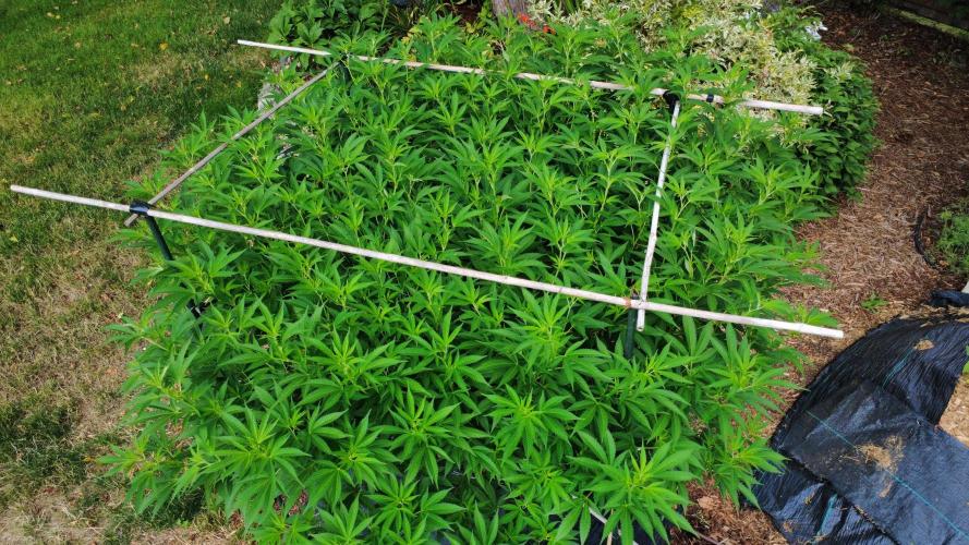 Gorilla Gas F1 Fast - Hügelkultur. Week 20