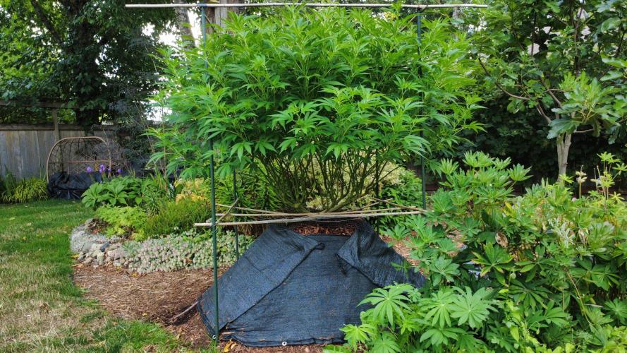 Gorilla Gas F1 Fast - Hügelkultur. Week 20