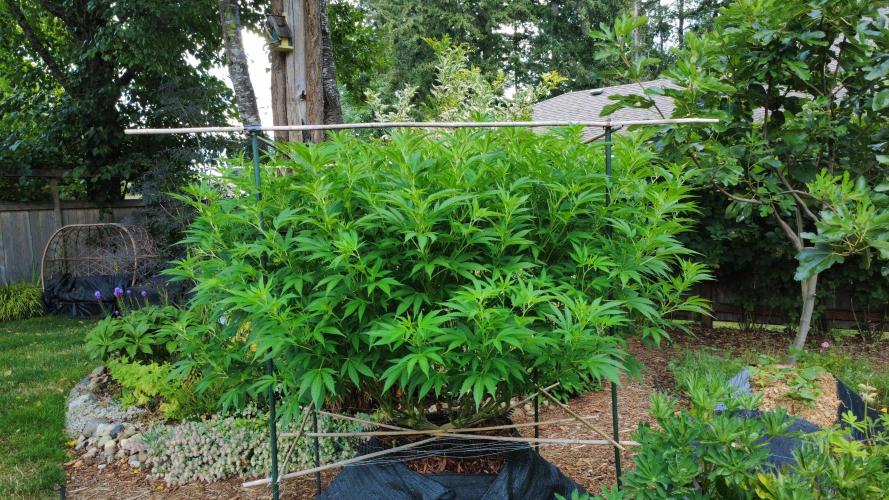 Gorilla Gas F1 Fast - Hügelkultur. Week 20