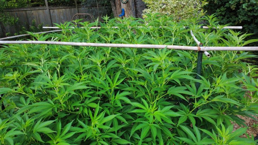 Gorilla Gas F1 Fast - Hügelkultur. Week 20