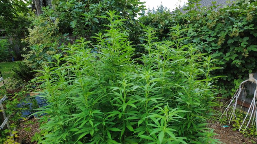 Gorilla Gas F1 Fast - Hügelkultur. Week 20