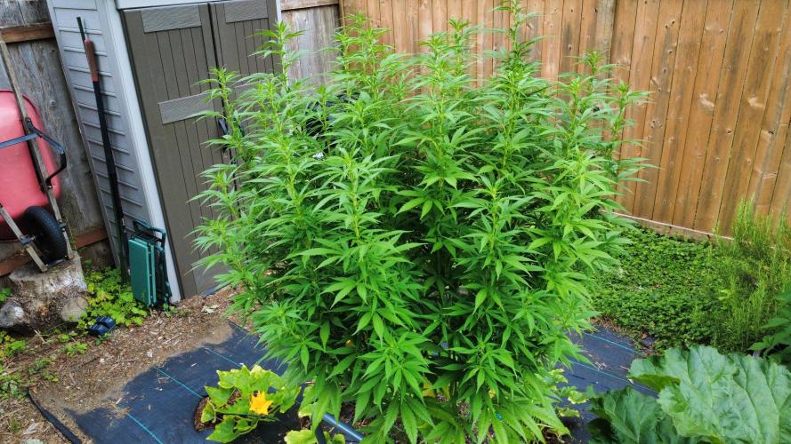 Gorilla Gas F1 Fast - Hügelkultur. Week 20