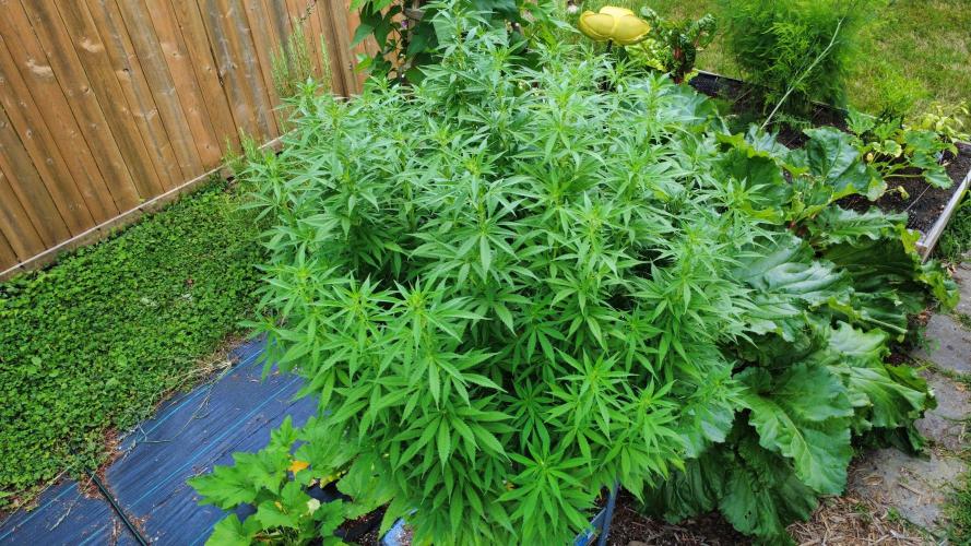 Gorilla Gas F1 Fast - Hügelkultur. Week 20