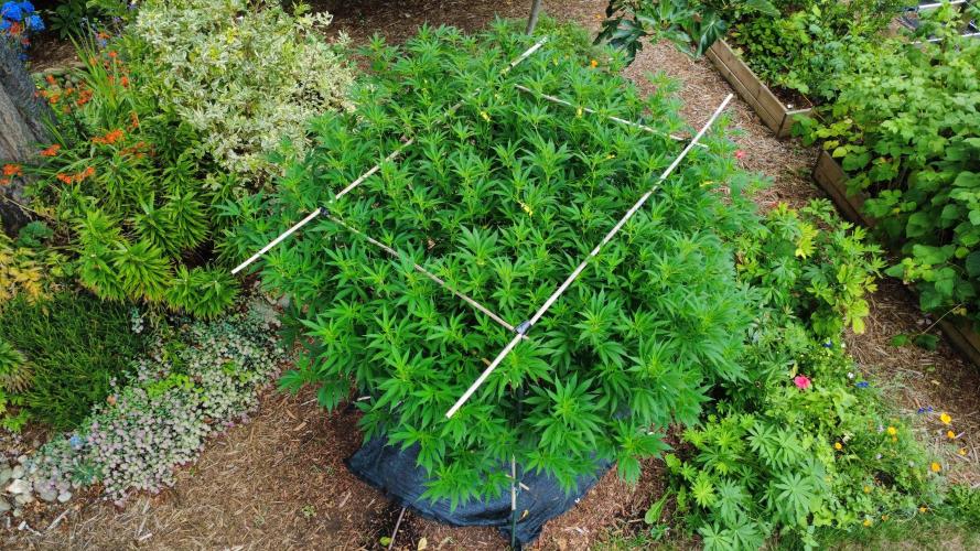 Gorilla Gas F1 Fast - Hügelkultur. Week 21