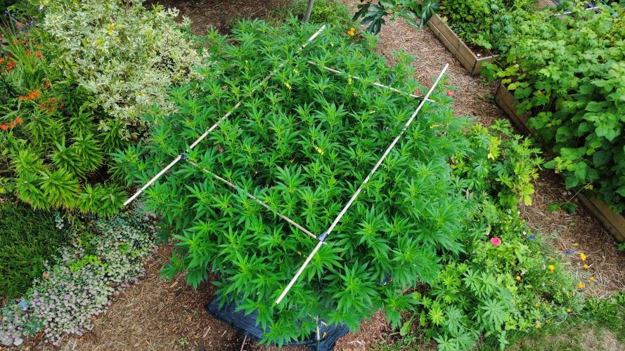 Gorilla Gas F1 Fast - Hügelkultur. Week 21
