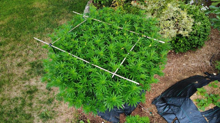 Gorilla Gas F1 Fast - Hügelkultur. Week 21